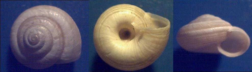 Gastropoda da id. 4